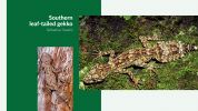 Image of a Leaf-tailed Gekko