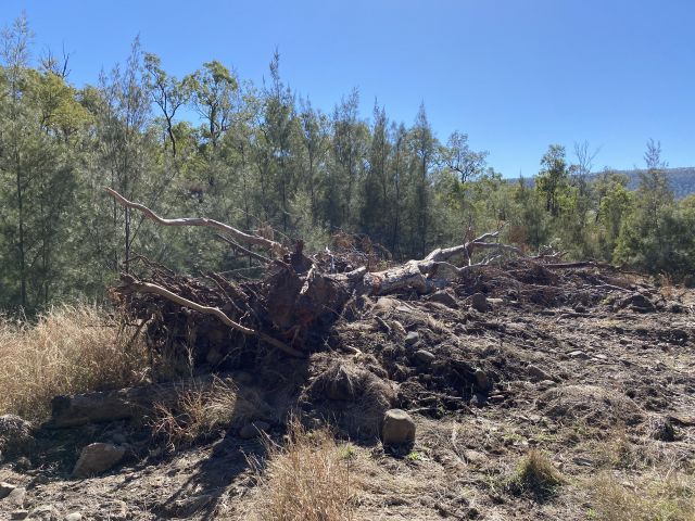 It is unlawful to clear vegetation in a national park.