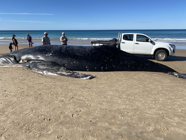 Photo of the stranded whale which was estimated to be 12 metres long and weighed around 18 tonnes.