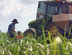 Photo of farmer and child in a sugarcane field next to a large tractor
