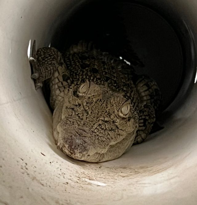 The crocodile will be re-homed in a licensed farm or zoo