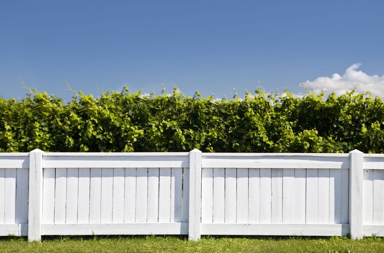 A white timber fence containing a lush, green hedge.