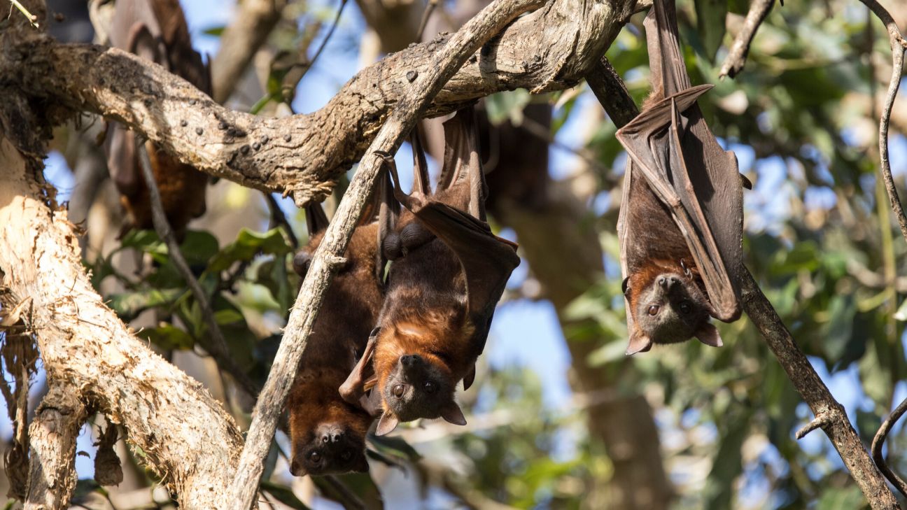 Little red flying-foxes hanging upside down from tree branches with leafy background, sunlit brown fur, and wings wrapped around their bodies.