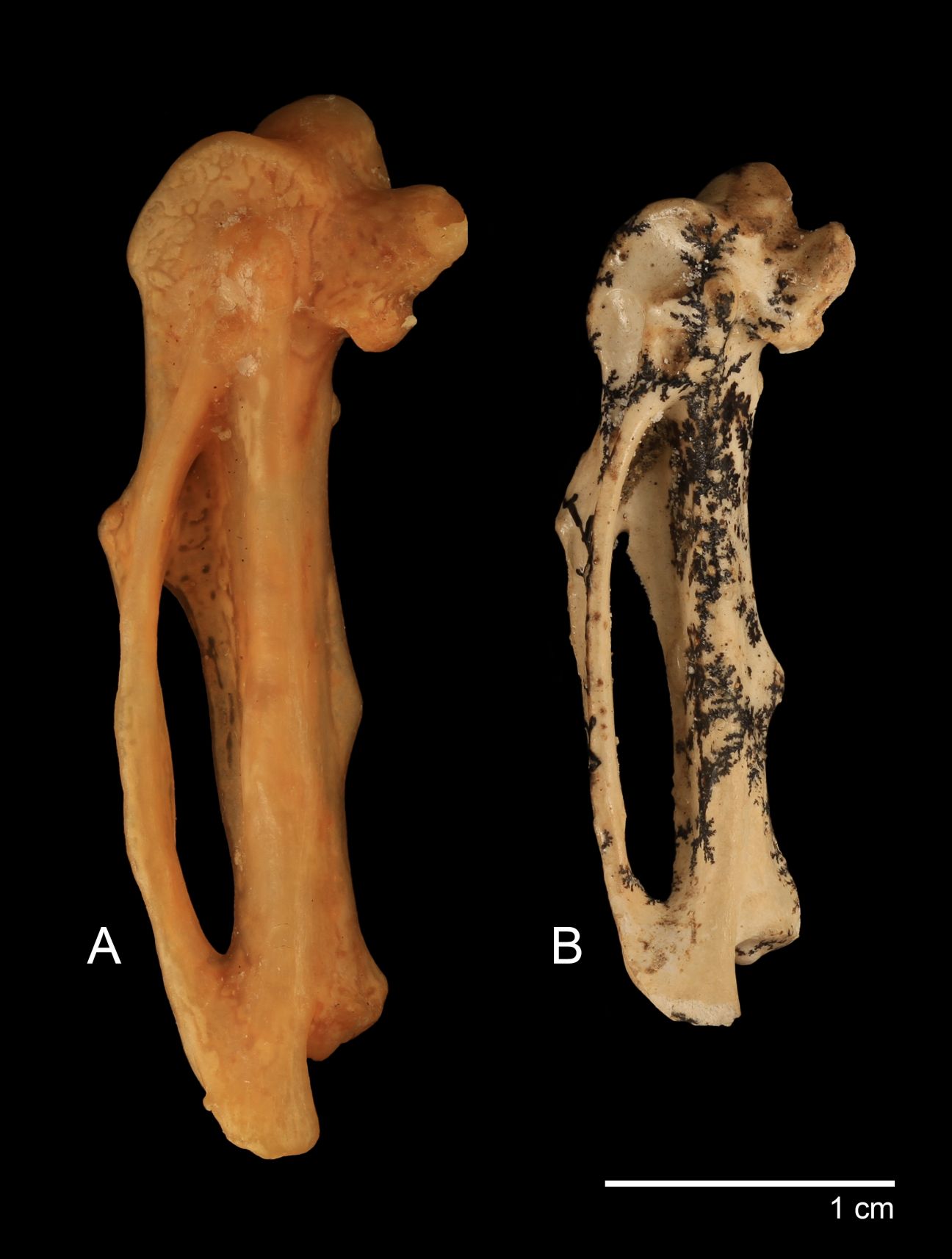  Two elongated bones are shown side by side against a black background, labeled A (left, orange-brown) and B (right, white with dark markings). A scale bar indicates 1 cm. 
