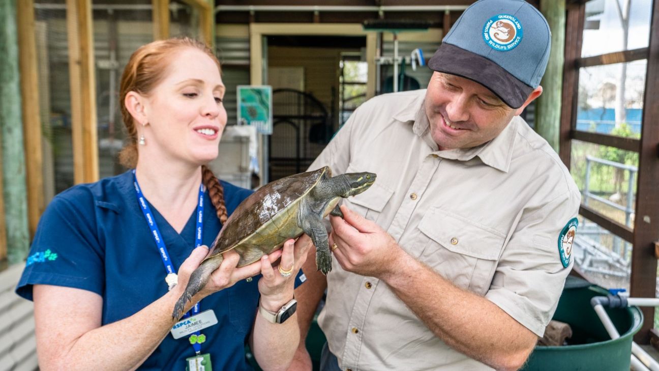 Two wildlife care professionals examine a freshwater turtle indoors, with one person supporting the turtle while the other inspects it in a wildlife rehabilitation setting.