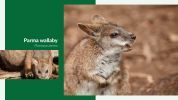 Image of a Parma Wallaby.