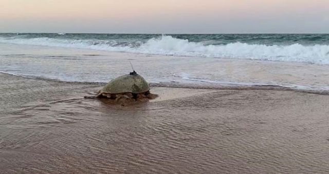 Image of Merlie the turtle heading out to sea.