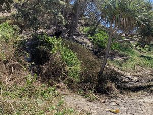 Image of fire damage at Teewah beach.