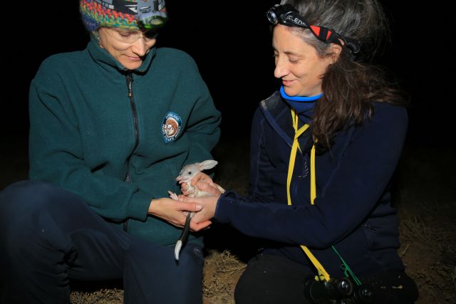 DES and partners carrying out bilby population surveys at Astrebla Downs National Park, Central-West Queensland.
