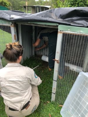 Residents reported the crocodile to DESI after finding it in their backyard