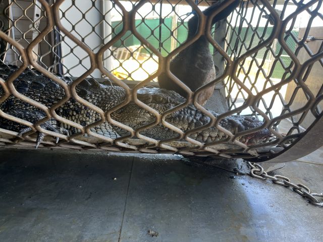 Crocodile in baited trap