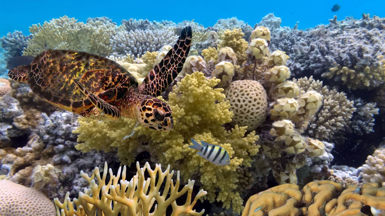 Sea turtle swimming along ocean reef