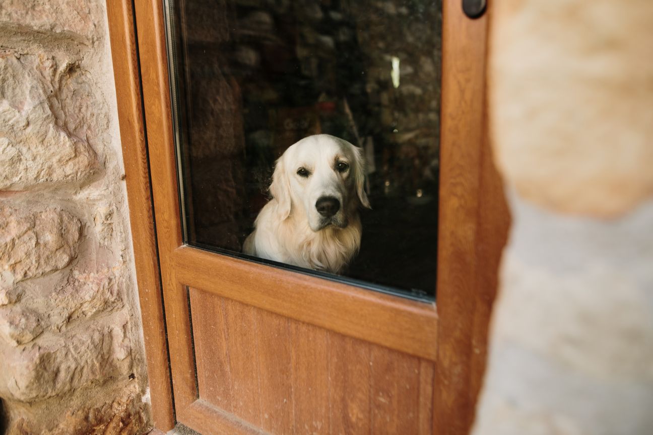 A golden labrador retriever gazing out of the glass panel on a timber door.