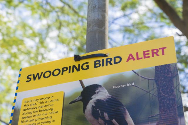 Close-up photo of a Bird swooping warning sign.
