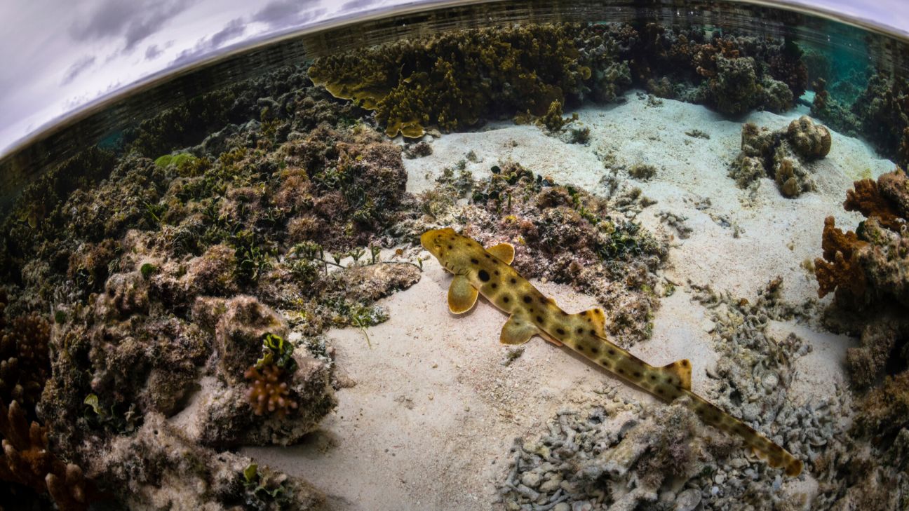 A tan epaulette shark with dark spots and distinctive pectoral fins walks along the sandy bottom near coral reefs in shallow water under a cloudy sky.