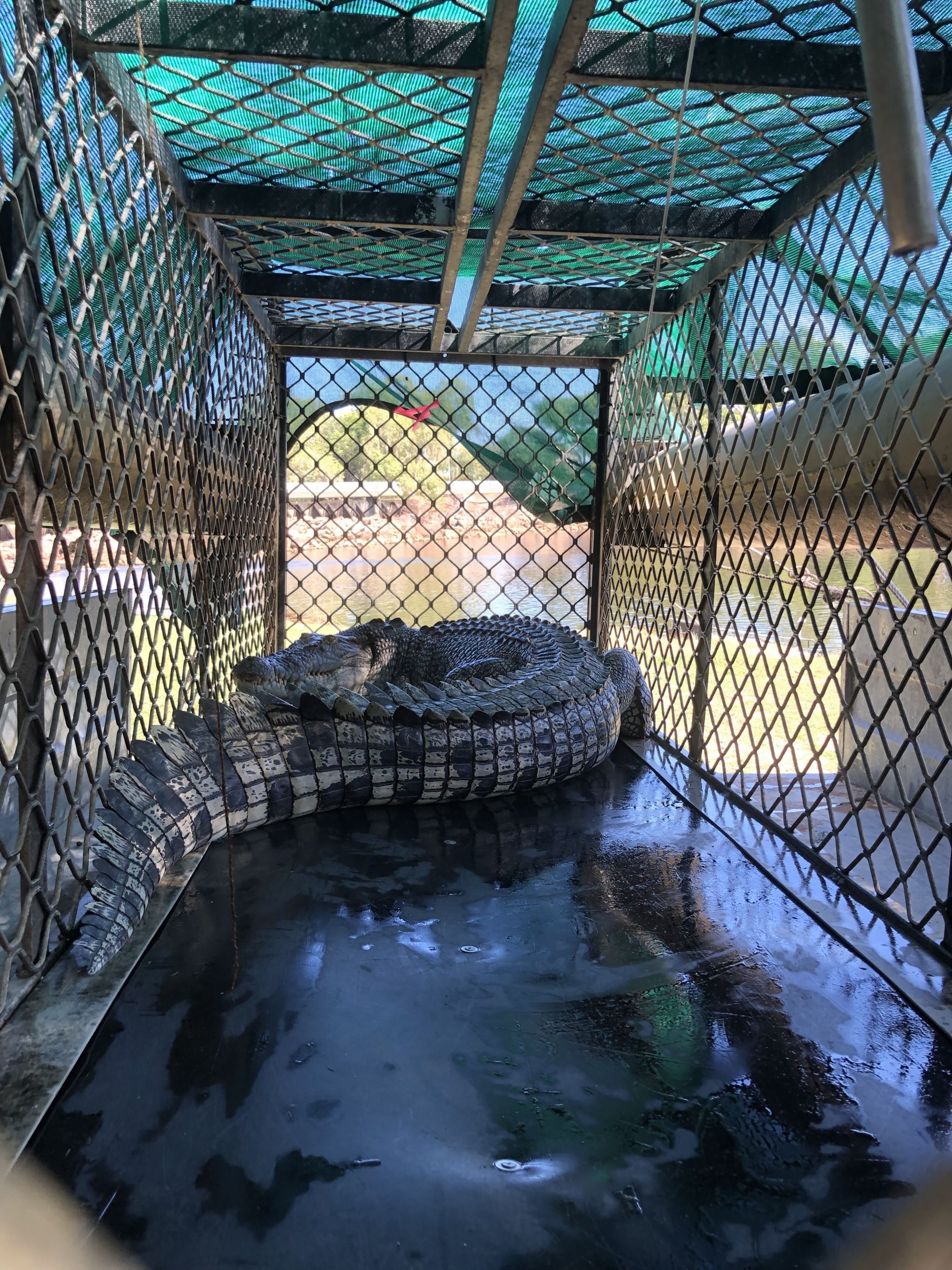 2.8m crocodile in steel cage, covered with green mesh