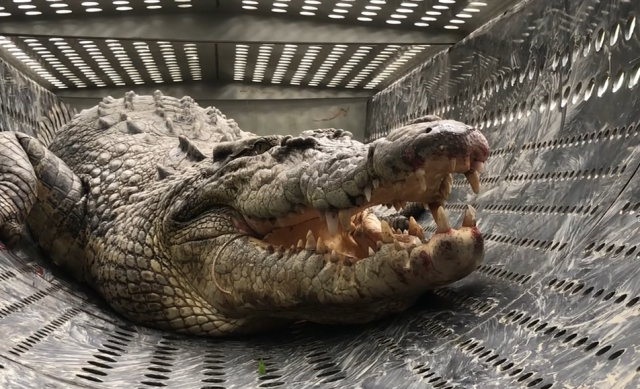 Photo of a crocodile captured in a croc box