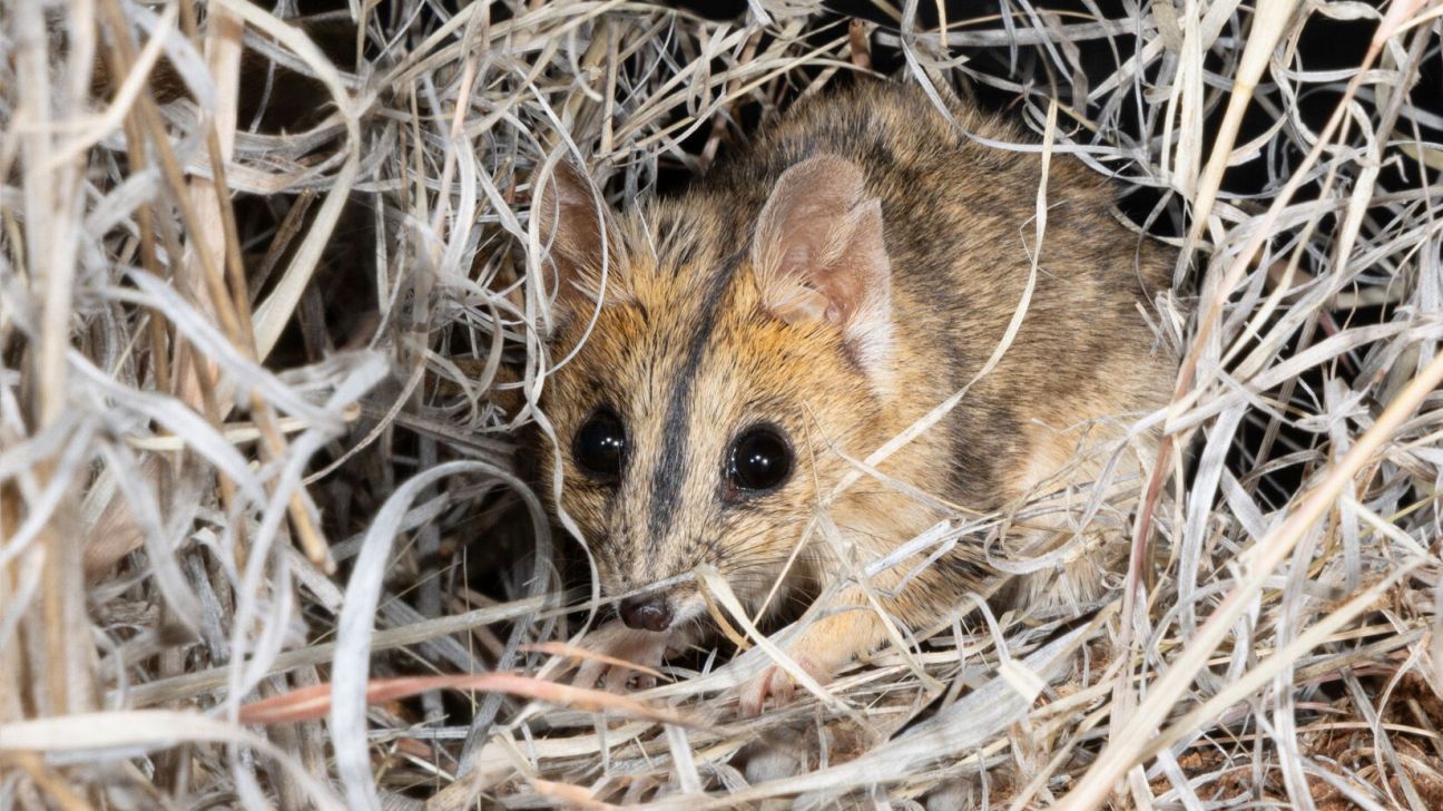 A dunnart with large eyes and pointed ears crouches in dried grass, conveying a sense of alertness and camouflage in a natural habitat.