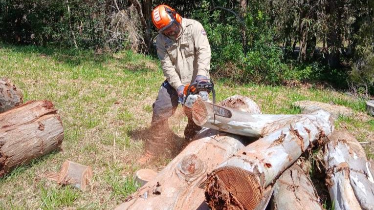 A worker wearing protective chainsaw safety gear cuts large fallen logs in a grassy clearing beside a stand of trees, with wood chips flying as the chainsaw slices through the timber.