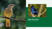 Image of a Bowerbird.
