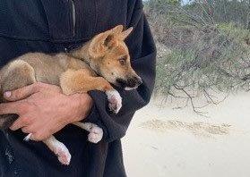 Image of a man holding a wongari pup on K’gari. He is being investigated as it is unlawful to interact with wongari – hefty fines apply.