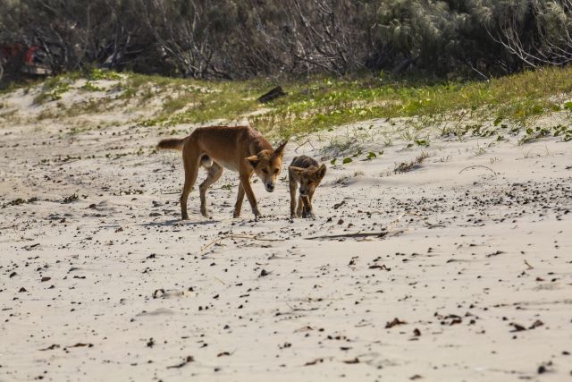 Heads up for pups: It is important for wongari and their pups to be left alone, both for your safety and the wellbeing of the animal.