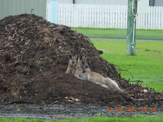 Kangaroos are living in residential areas at Maaroom.