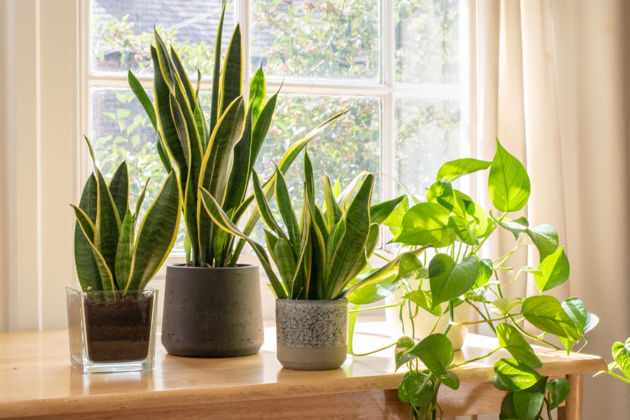 Indoor houseplants sitting on a table in front of a window during the day.