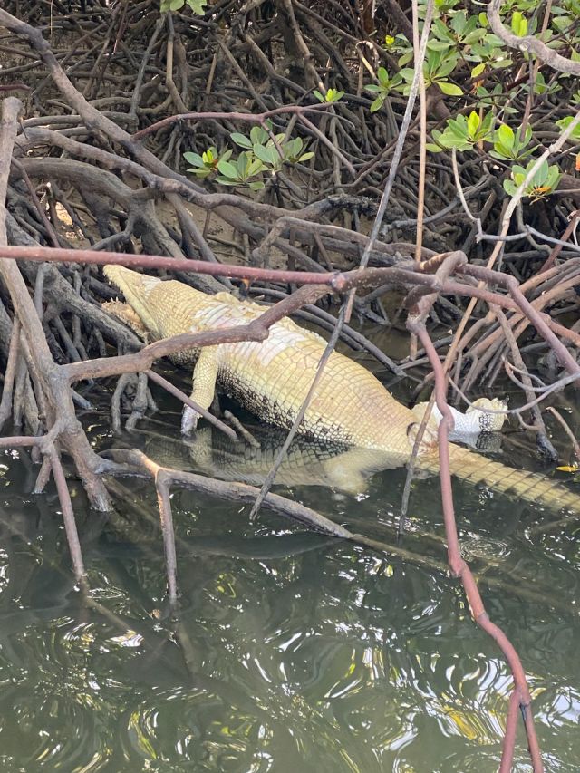 The crocodile most likely drowned to death.