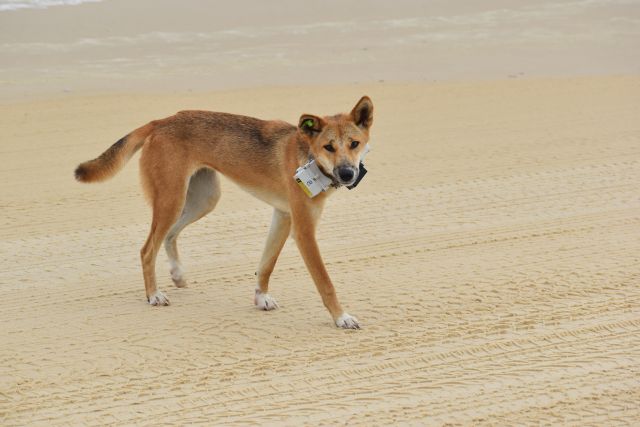 Dingo wearing a tracking collar