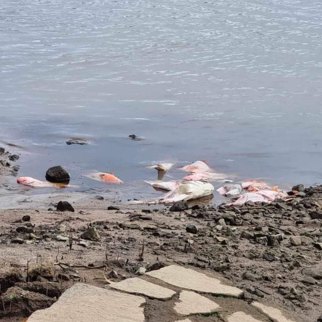 Photo of multiple fish frames left around the Marie Creek boat ramp by a fisher.
