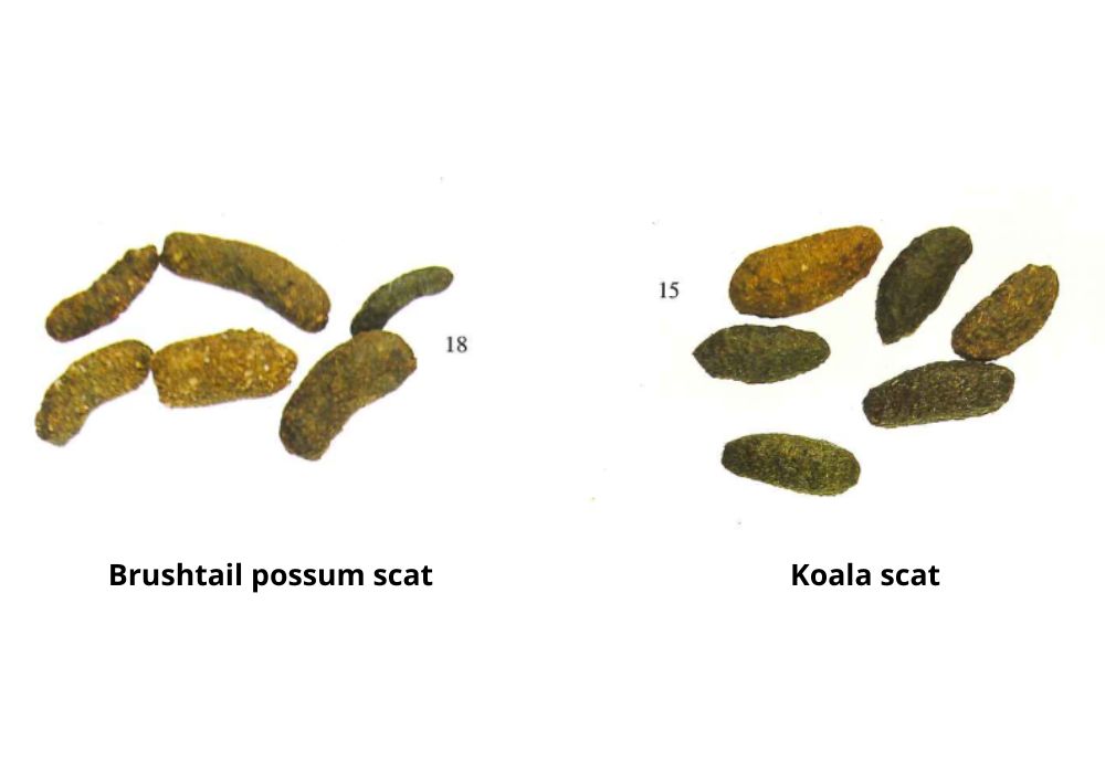 Brushtail possum scat and koala scat side by side on a white background.