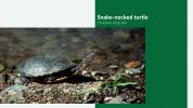 Image of an Eastern Snake Necked Turtle.