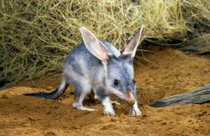 Image of a Greater Bilby (<em>Macrotis lagotis</em>). Photo: Qld Govt.