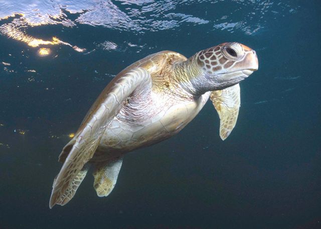 Juvenile Green sea turtle