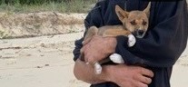 Image of a man holding a wongari pup on K’gari. He is being investigated as it is unlawful to interact with wongari – hefty fines apply.