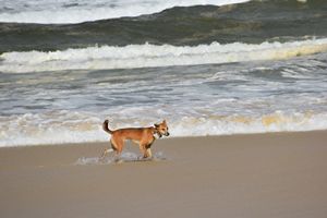 Photo of wongari on the beach with the advice that people on K'gari may see wongari moving about.