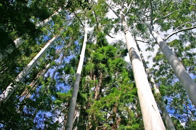 Photo looking up to tall white tree trunks