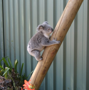 A grey-coloured koala climbing a timber post placed next to a green fence.