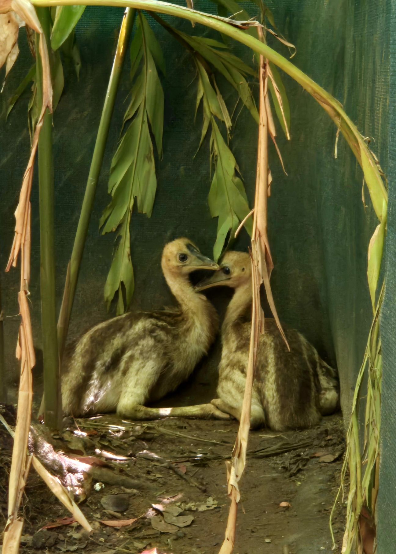 Two young cassowary chicks huddled together