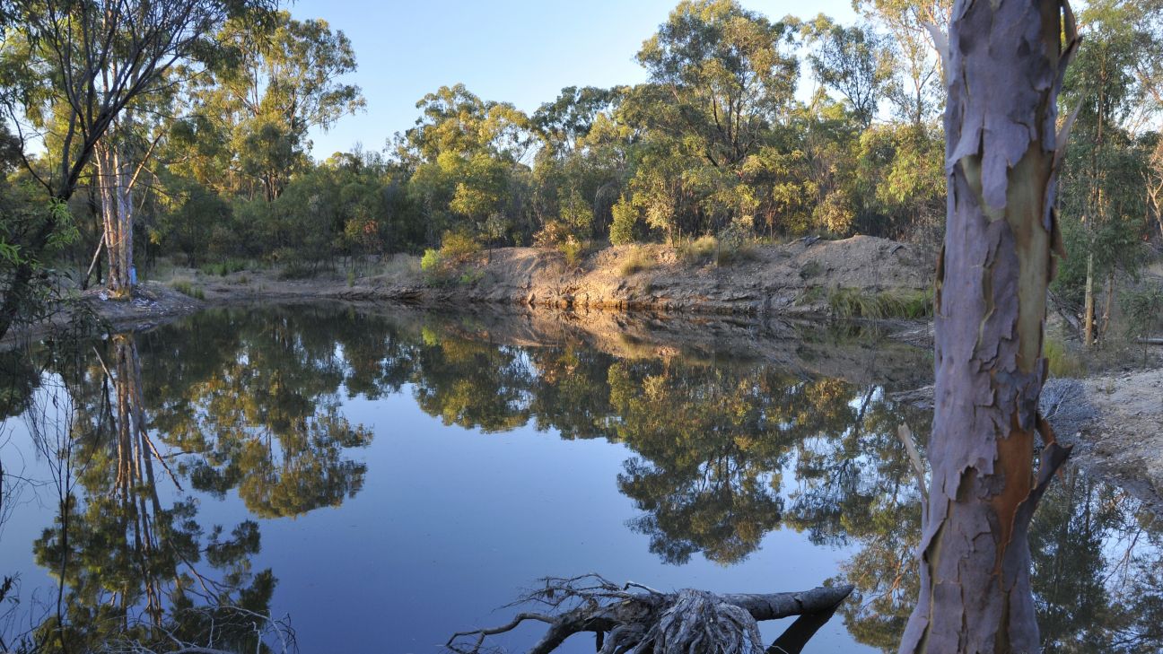 View of a body of water in bushland, surrounded by green trees and a sloping brown bank.
