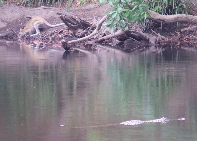 The croc was seen on the Mitchell River near Mt Carbine