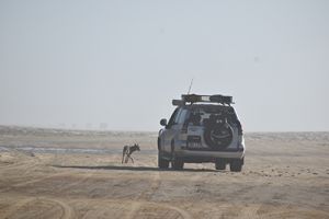 Photo of a 4WD and a wongari with advice to be careful when you're driving on the beach as the wongari are on the move