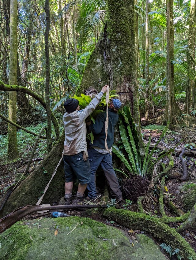 Photo of rangers repairing the environmental vandalism with ferns which they spent hours doing.