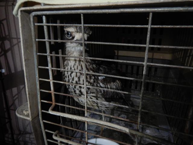 The animals included birds and they allegedly did not receive adequate treatment.