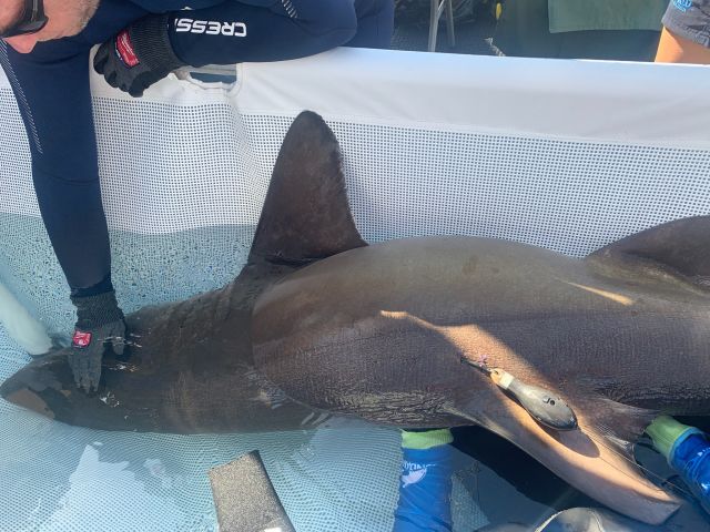 Photo of the grey nurse shark that has somehow dropped its tag.