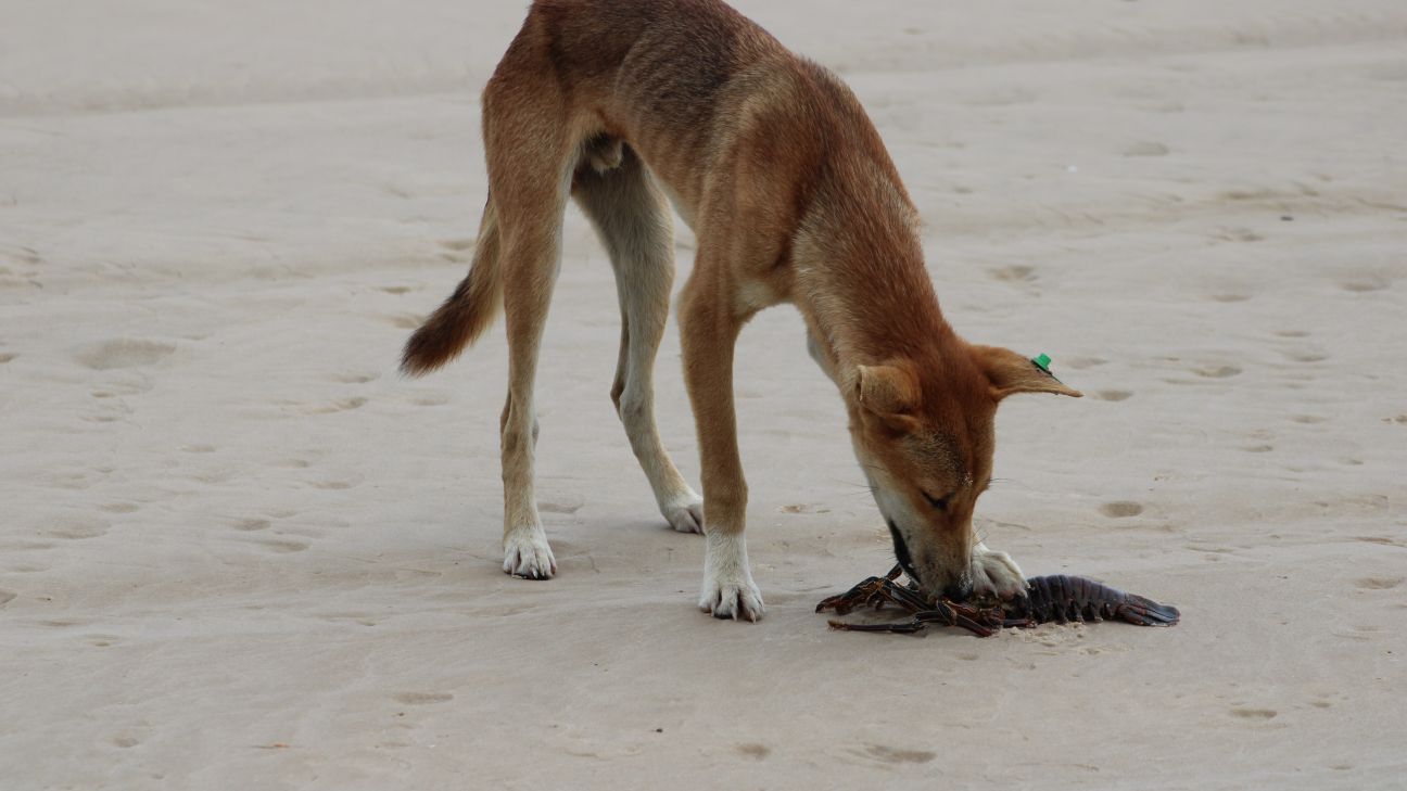 Dingo Hunting Prey dingo-hunting-prey