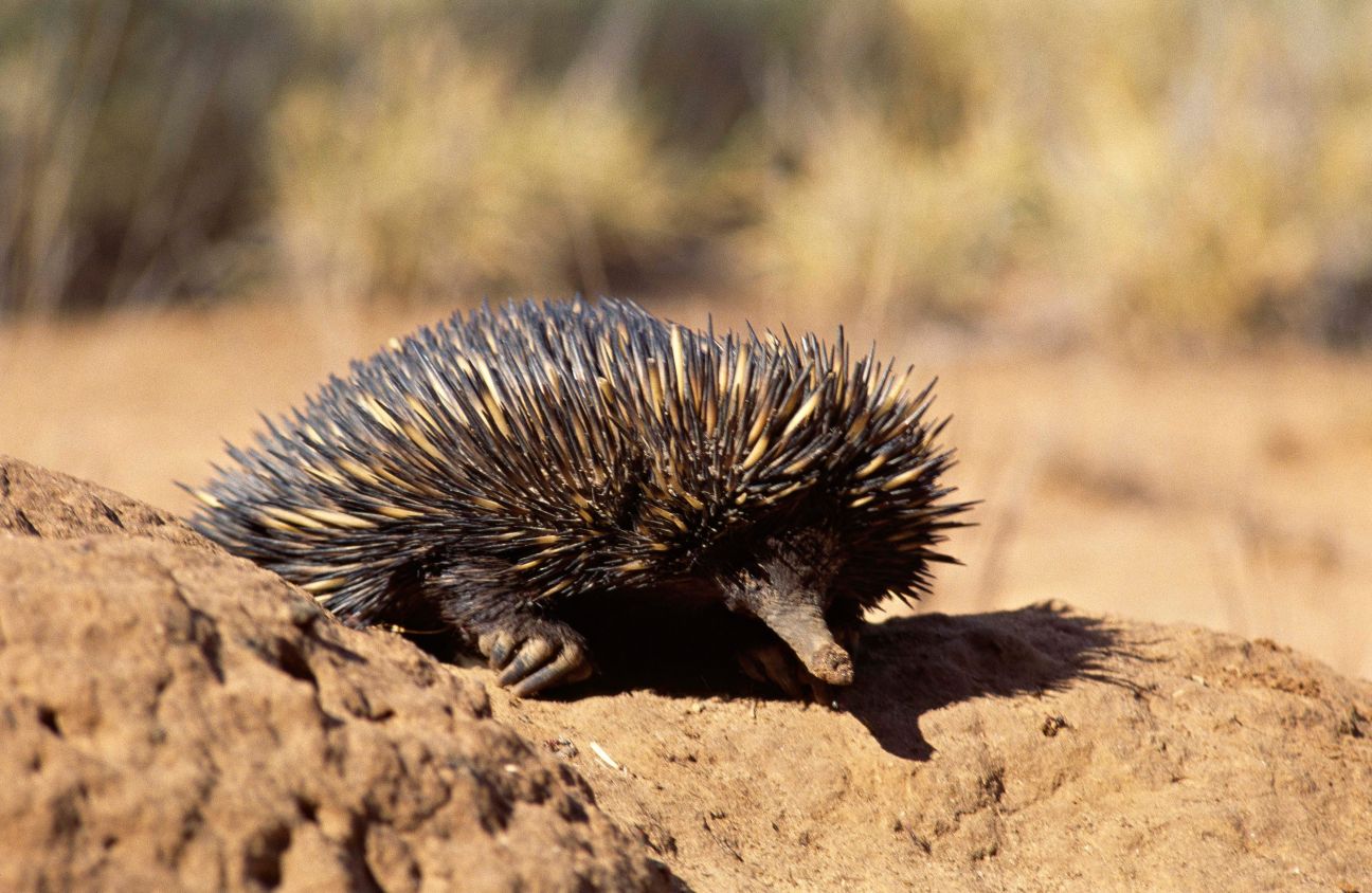 Photo of a short-beaked echidna resting on a rock in the sun.