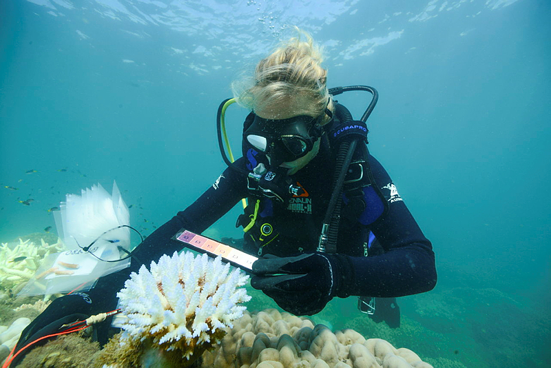Photo of a person in scuba gear underwater assesses the shade of pale coral against a strip of colours