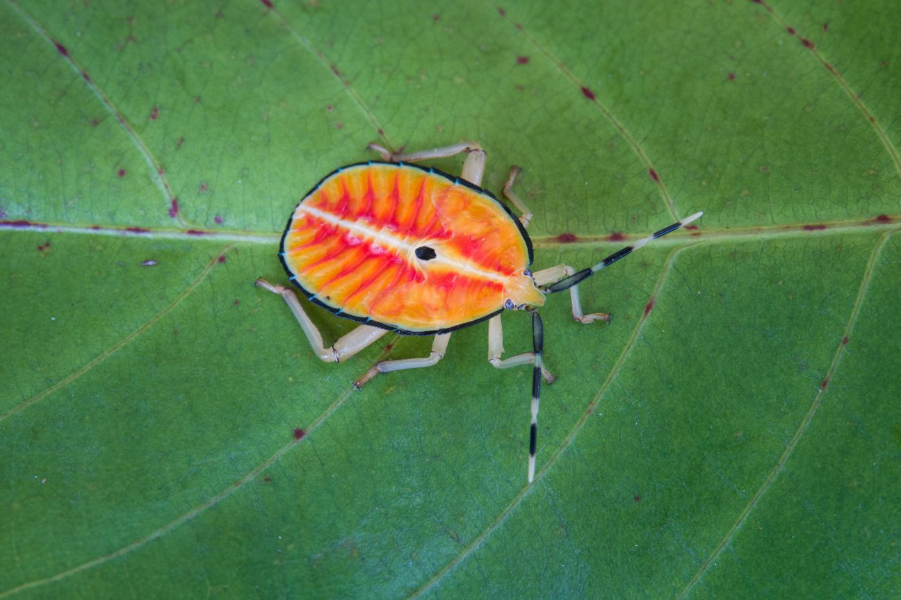 A red and orange insect with six legs on a green leaf. 